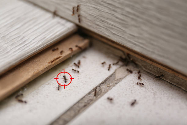 Best Wasp Removal Services  in Villa Hills, KY