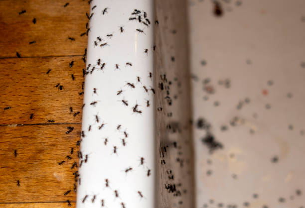 Best Flea Control Services  in Villa Hills, KY